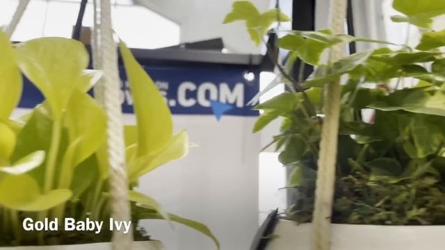 Plant Shopping at Lowe’s Big Box Store || NEW PLANT SPOTTED!!! FICUS AUDREY смотреть онлайн