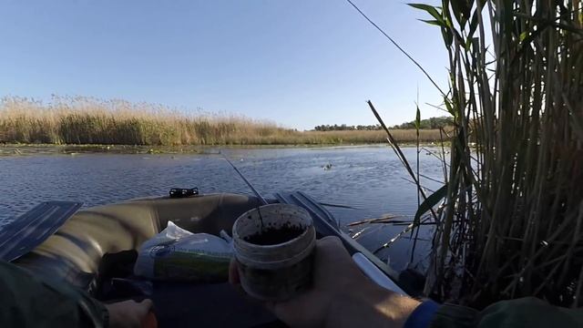 Жирный КАРАСЬ в КАМЫШЕ на новом месте I Поплавочная рыбалка на карася смотреть онлайн