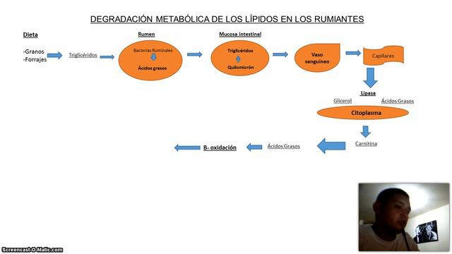 Degradación metabólica de los lípidos en los rumiantes смотреть онлайн