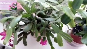 Декабрист после цветения, что делать дальше?