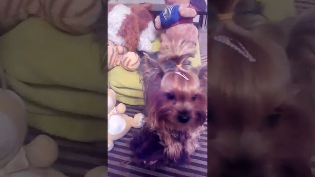 Карамелька защищает своего миху! смотреть онлайн