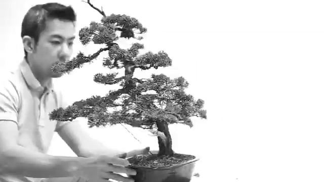 bonsai - juniper - wacholder - juniperus chinensis - redesign - Part II смотреть онлайн