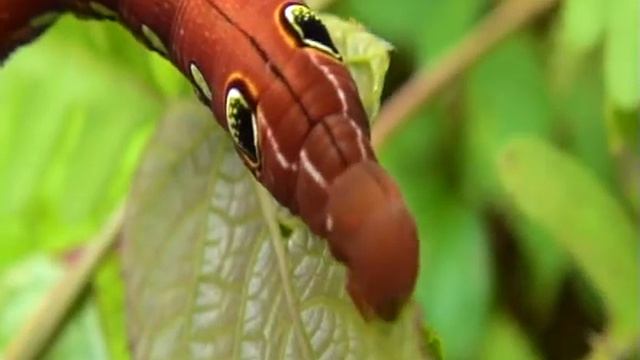 Pink caterpillar смотреть онлайн