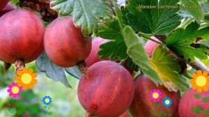 Крыжовник обыкновенный Краснославянский. Краткий обзор, описание ribes uva crispa Krasnoslavianskij