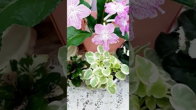 Стрептокарпус и фиалки. Магазин фиалки в Одессе Люстдорфская дорога 152/6. 0983891416 Светлана ? смотреть онлайн