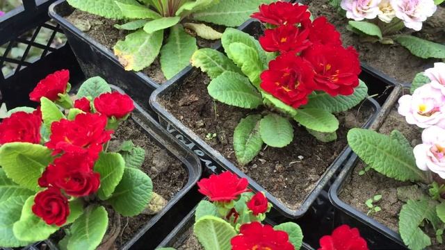 Primula Vulgaris Belarina Примулы серии Беларина махровые примулы(видео 2)