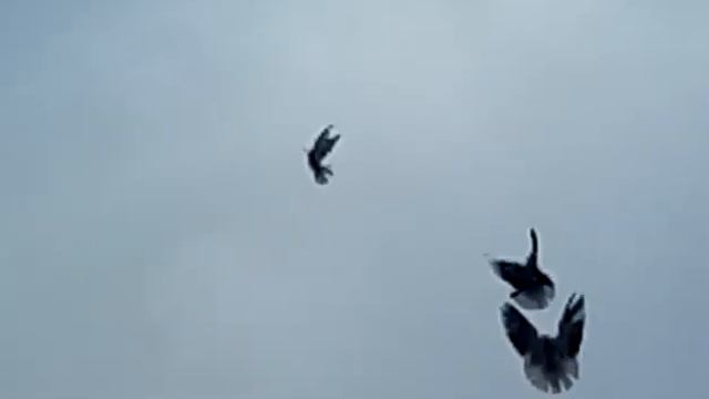 Николаевские голуби. Хороший полет у Тулегена. Астрахань смотреть онлайн