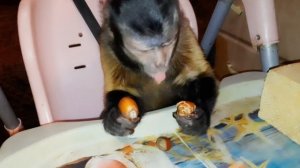 Алекса капуцин против крепкого орешка!