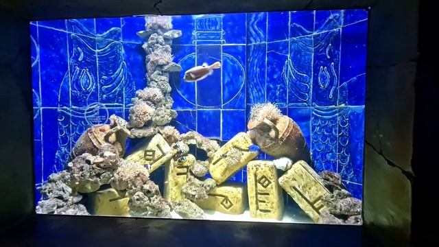 The Lost Chambers Aquarium | Atlantis, The Palm | Dubai UAE ?? смотреть онлайн