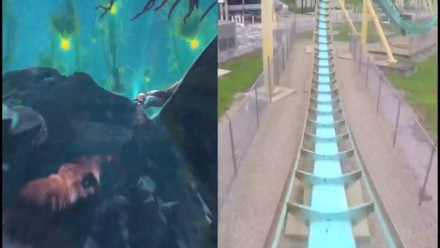 FULL Kraken Unleashed POV side-by-side VR roller coaster experience at SeaWorld Orlando смотреть онлайн