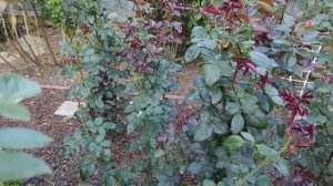 Препарат 30Д плюс препарати від шкідників