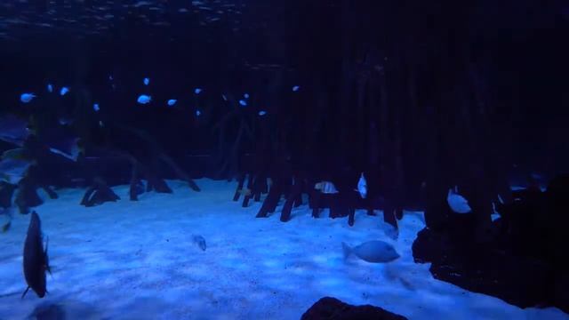 Подводные чудеса расслабляющие видео