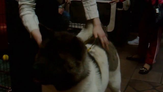 Вот такой щенок Кими смотреть онлайн