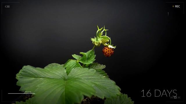Земляника лесная. Цветение и созревание Ускоренная съемка Time laps смотреть онлайн