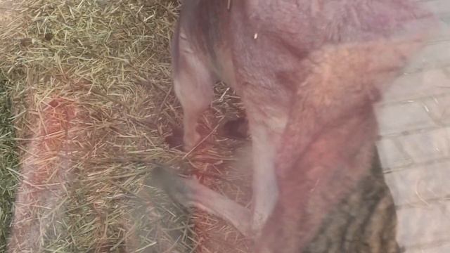 Австралийские кенгуру обзавелись малышом! Australian kangaroos have got a baby! смотреть онлайн