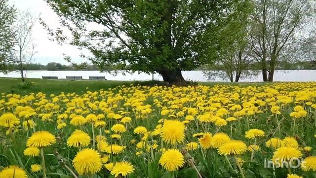 ЖИЗНЬ И варенье из одуванчиков. Великое в МАЛОМ! (В.Б.) смотреть онлайн