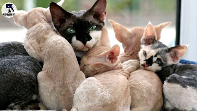 ✔ Кудрявые кошки рексы - очаровательные создания с волнистой шерстью смотреть онлайн