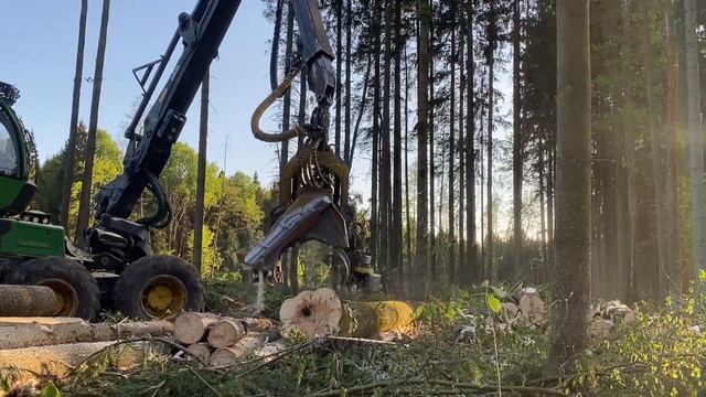 Сплошная делянка,Осина в кадре смотреть онлайн
