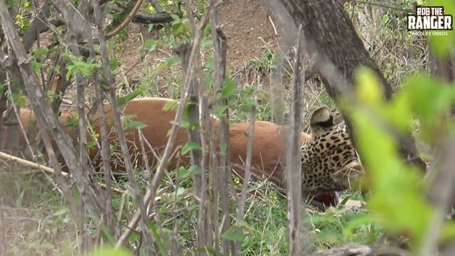 Leopard Feeding | Kruger National Park, South Africa смотреть онлайн