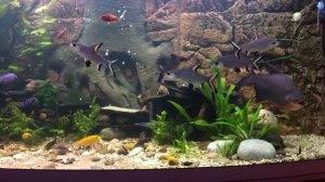 Аквариум 600 литров