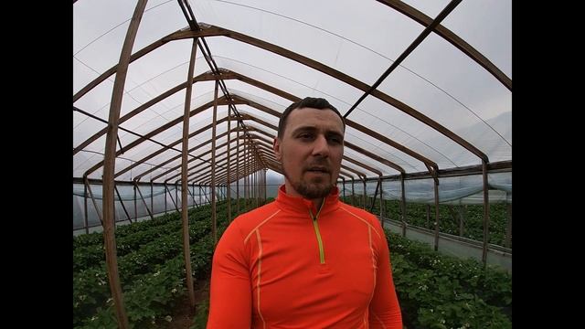 Фунгициды для клубники смотреть онлайн