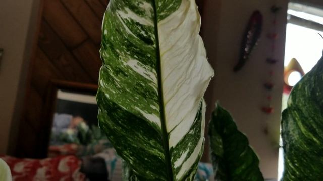 Variegated Spathiphyllum Aka Peace Lilly.