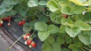 Клубника 2023 - первый урожай. Сандра