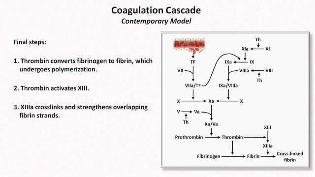 Hemostasis: Lesson 3 - Coagulation Cascade and Fibrinolysis смотреть онлайн