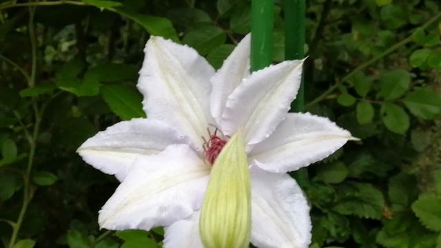 Моя новая любофф? #клематис Сноу Квин смотреть онлайн