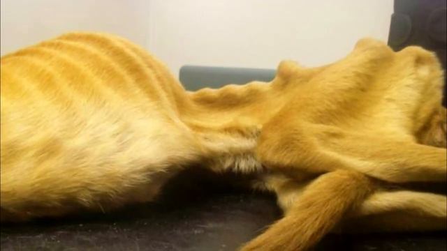 Владелец довёл собаку до жуткого истощения и был вынужден бежать от защитников животных смотреть онлайн