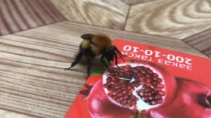 Спасаю шмеля! Можно ли его покормить?