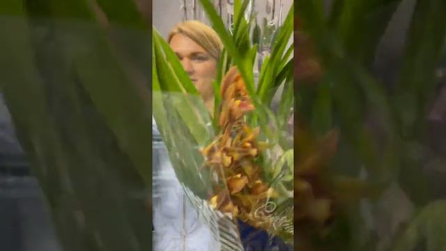 Цимбидиум в горшке, опт и розница смотреть онлайн