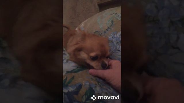 #чихуахуа Рокси очень трудно уговорить зимой на прогулку. смотреть онлайн