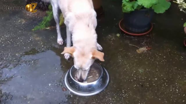 Мои собаки Обед это святое смотреть онлайн