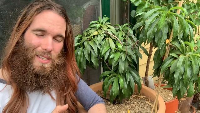 Nectarines (and Peaches) - Plant Profile смотреть онлайн