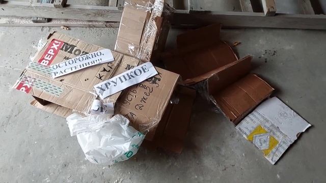 Лириодендрон(Тюльпановое дерево). Посылка из Ростова смотреть онлайн