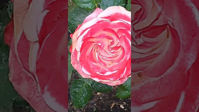 Краски лета