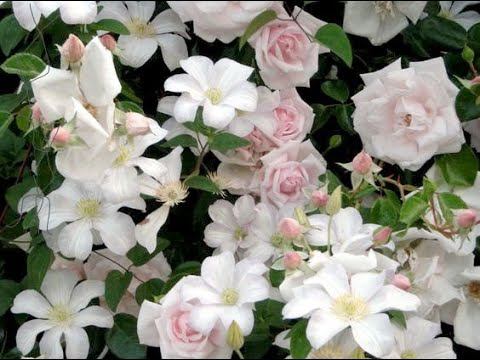 САД на Урале. Клематисы, Розы и Гортензии! За окнами Зима, а в душе ВСЕГДА Лето! смотреть онлайн