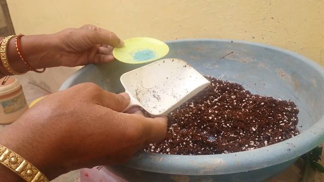 Adenium Root Training Early Stage ! Tips & Tricks for Radial Root in Adenium ! How to Get Fat Coude смотреть онлайн