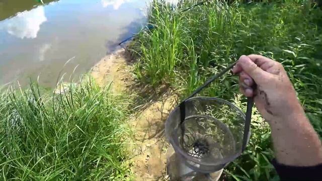 Рыбалка на Оке,Лещ на маховую удочку в проводку на горох+Судак на 2600гр. смотреть онлайн