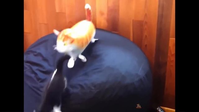 Cat Reaction to Playing Balloon - Funny Cat Balloon Reaction Compilation 2019 смотреть онлайн