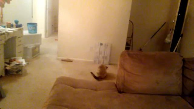 Spooky Sparkles Playing Fetch..