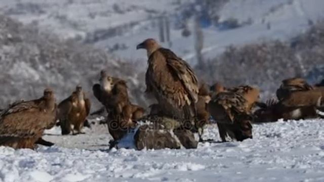 Белоголовый сип (лат. Gyps fulvus) - падальщик семейство ястребиных смотреть онлайн