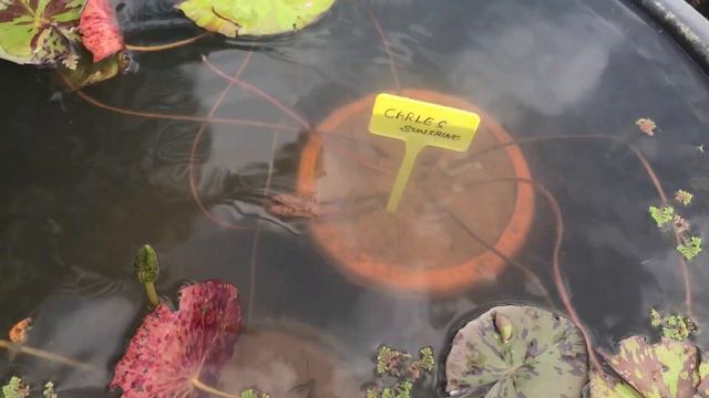 30+ VARIETY OF WATERLILY AND LOTUS|ADD NAME BOARDS| 30 ವಿವಿಧ ತಾವರೆಗಳು смотреть онлайн