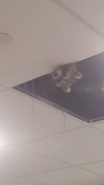 Енот свесившись с потолка выбирает жертву смотреть онлайн