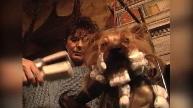 Йоркширский терьер: особенности породы, дрессировка, заболевания. Собаки от А до Я(DOGS FROM A TO Z смотреть онлайн