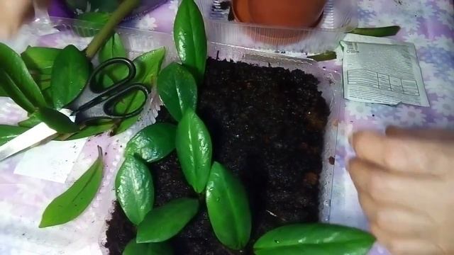 Спасаем и размножаем замиокулькас смотреть онлайн