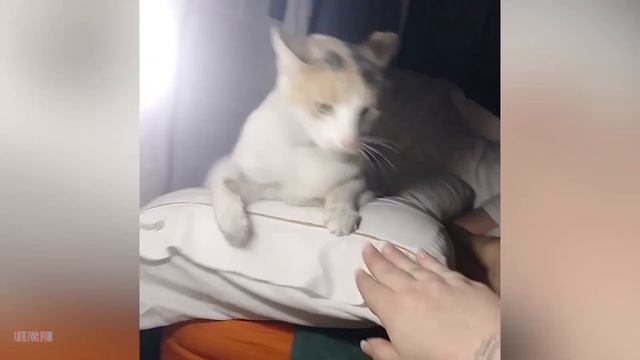 005. Funniest Cat Videos Will Make You Laugh #191 - Funny Animal Videos.mp4 смотреть онлайн