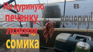 Рыбалка на сома на Волге Волгоград.