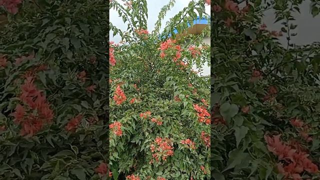 Bougainvillea Orange Butterfly